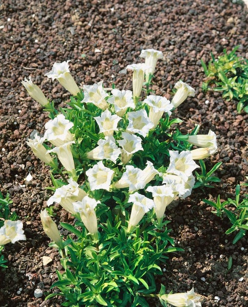 Gentiana asclepiadea 'Alba', Enzian, weiß, ca. 9x9 cm Topf