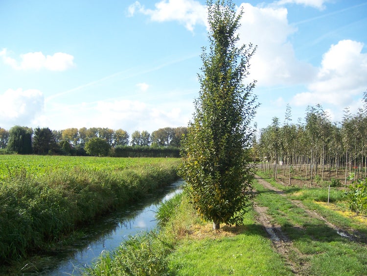 Carpinus betulus 'Fastigiata' - Säulen-Hainbuche, Höhe inklusive Topf: 170-180 cm