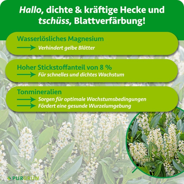 Infografik zu Purgrün Heckendünger: Magnesium gegen gelbe Blätter, 8 Prozent Stickstoff für Wachstum, Tonmineralien für Wurzeln. Logo Purgrün.