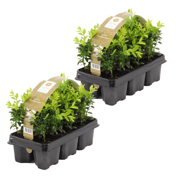 12x Buxus Sempervirens - Heckenkiste - Winterherz - ⌀9 cm-↕ 15-20 cm
