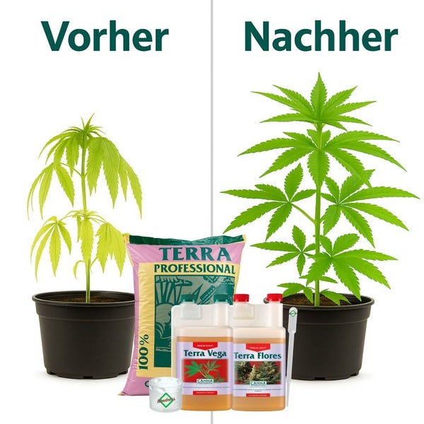 Vorher-Nachher-Vergleich des Pflanzenwachstums mit Canna Terra Professional Erde sowie Terra Vega und Terra Flores Dünger.