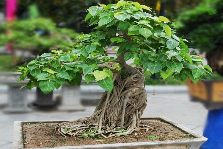 SAFLAX  - Buddha-Feige / Bodhi-Baum - Ficus religiosa - 100 Samen