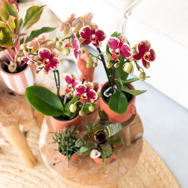 Kolibri Orchids Gelbe rote Phalaenopsis-Orchidee Spanien Topfgröße 9cm blühende Zimmerpflanze frisch vom Züchter
