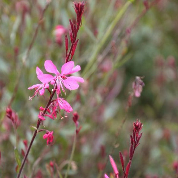 Gaura-Pflanze mit zarten Blüten im Garten