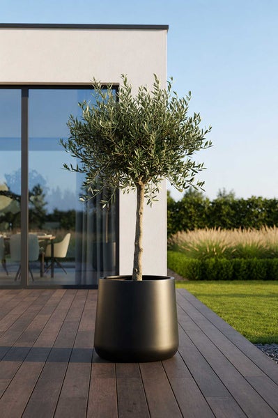 Olivenbaum in einem großen schwarzen Pflanzkübel auf einer modernen Holzterrasse mit Blick auf einen gepflegten Garten.