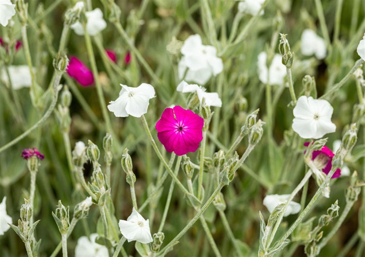 Lychnis coronaria 'Alba', Lichtnelke, weiß, ca. 9x9 cm Topf