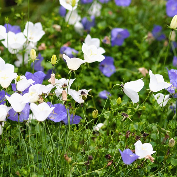 Blaue und weiße Glockenblumen Campanula in einem Gartenbeet mit grünem Laub.