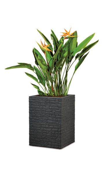 Scheurich Muretto High 54, Hochgefäß/Blumentopf/Pflanzkübel, viereckig,  aus Kunststoff Farbe: Stony Black, 38 cm Durchmesser, 53,5 cm hoch, 26 l Vol.