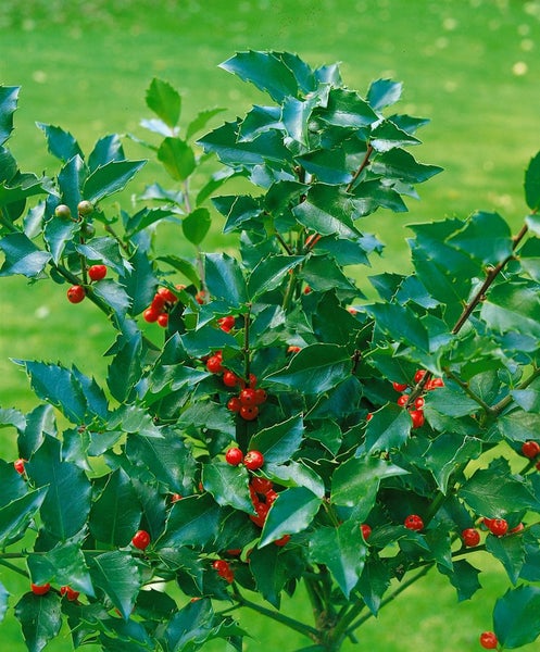 Stechpalme mit roten Beeren und grünen Blättern
