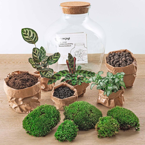 Flaschengarten Fat Joe DIY-Pflanzenterrarium 30 cm incl. Rechen, Schaufel, Pinzette und Schere