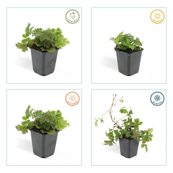 Immergrüner Bodendecker - Golderdbeere - Waldsteinia ternata - 9cm Topf - Set mit 40 Pflanzen