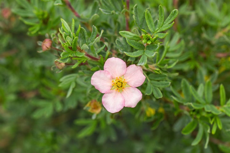 Potentilla 'Pink Queen', Fingerstrauch, rosa Blüten, 30–40 cm