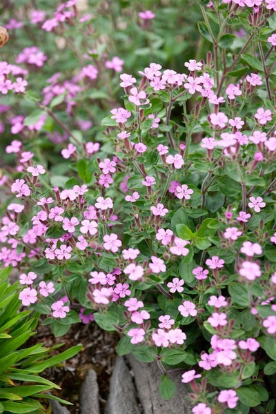 Saponaria ocymoides, Seifenkraut, rosa Blüten, ca. 9x9 cm Topf