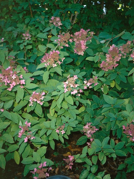 Hydrangea paniculata 'Pink Diamond', Rispenhortensie, rosa, 40–60 cm