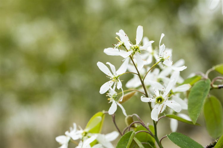 Prunus padus, Traubenkirsche, 60–100 cm, duftend