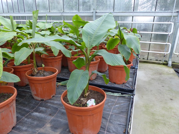 Nahaufnahme von Nandina-Blättern