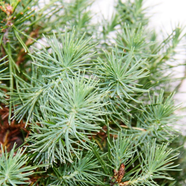 Bonsai - Pinus halepensis - Aleppo-Kiefer - ca. 7-8 Jahre alt  - 16cm Schale