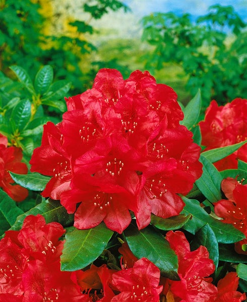 Rhododendron Hybr. 'Karl Naue', Rhododendron, 30–40 cm, rosa Blüten