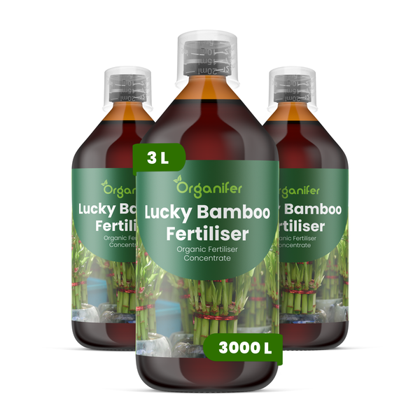 Drei Flaschen Organifer Lucky Bamboo Dünger, organisches Konzentrat, 3 Liter Inhalt, ausreichend für 3000 Liter Gießwasser.