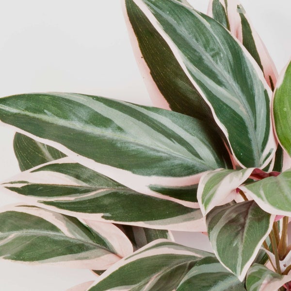 Drei unterschiedliche Zimmerpflanzen mit gemusterten Blättern, eine platziert in einem Baumstumpf und zwei in kleinen dekorativen Töpfen.