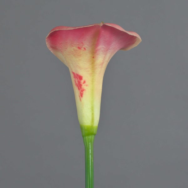 Calla-Blüte mit grünem Stiel, cremeweiß mit rosa-rotem Rand und Flecken.