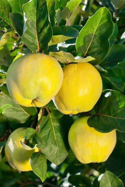 Prunus domestica 'Zwergobst', Terrassenobst, 40 cm Stammhöhe