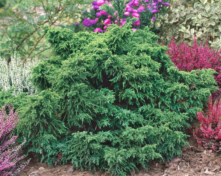 Cryptomeria japonica 'Yokohama', Japanische Sicheltanne, 12–15 cm