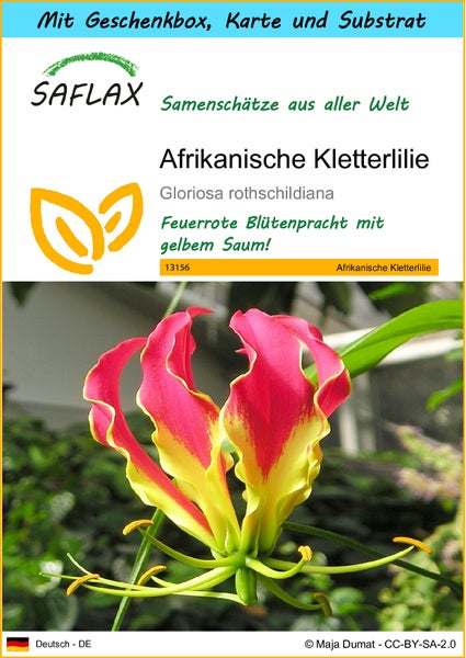 SAFLAX Geschenk Set - Afrikanische Kletterlilie - Gloriosa rothschildiana - 15 Samen - Mit Geschenkbox, Versandaufkleber, Geschenkkarte und Anzuchtsubstrat
