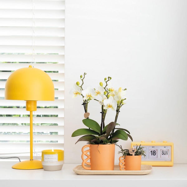 Stillleben mit Tischlampe, Topfpflanzen und Kalender auf einem Tisch