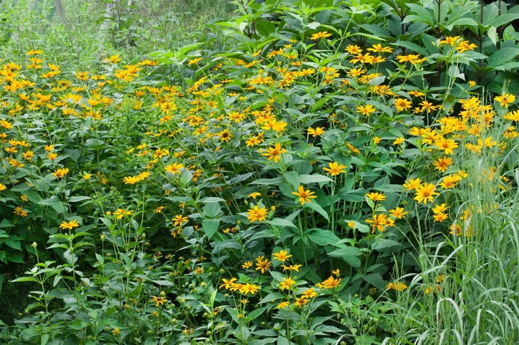 Gelbe Staudenpflanzen im Gartenbeet.