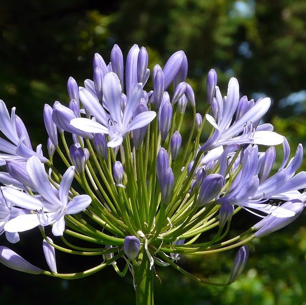 Nahaufnahme einer blauen Schmucklilienblüte