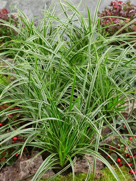 Carex foliosissima 'Irish Green', Ziergras, ca. 9x9 cm Topf