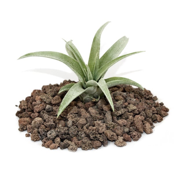 Tillandsia capitata - lose Pflanze - klein