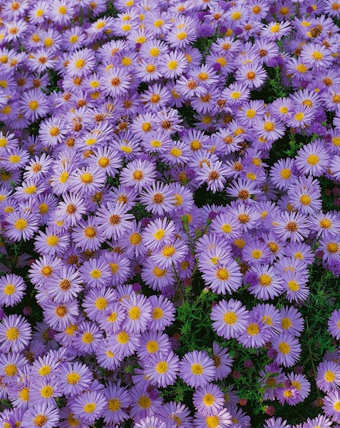 Aster dumosus 'Herbstpurzel', Kissen-Aster, purpur, ca. 9x9 cm Topf