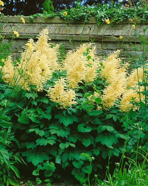 Aruncus dioicus, Wald-Geißbart, weiß, ca. 11x11 cm Topf