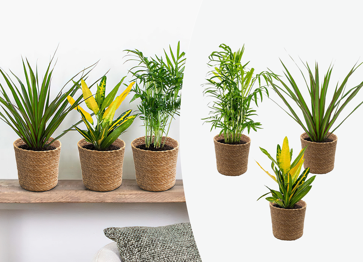 3x Tropische Zimmerpflanzenmischung Inkl. Seagrass Basket Lux – ⌀12 cm - ↕ 25-40 cm