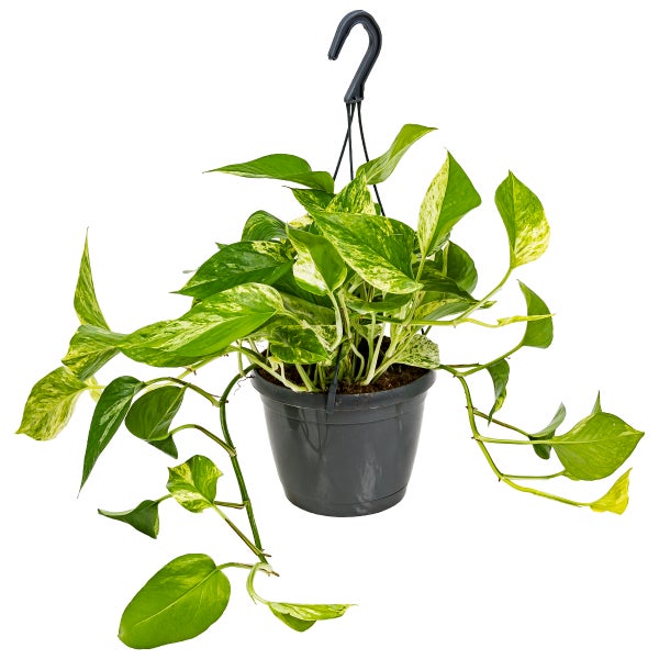 Scindapsus Marble Queen – Dragon Ivy – Hängepflanze – ⌀17 cm - ↕35-45 cm