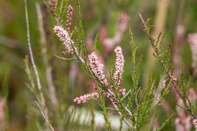 Tamarix parviflora, Rosarote Tamariske, 60–100 cm