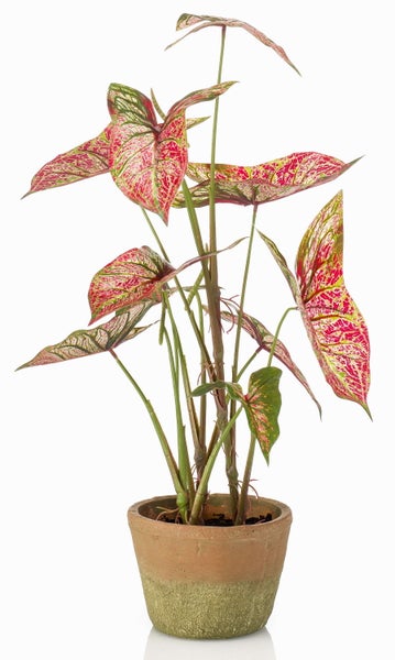 Caladium Zimmerpflanze mit rot-grün gemusterten Blättern in einem Tontopf.