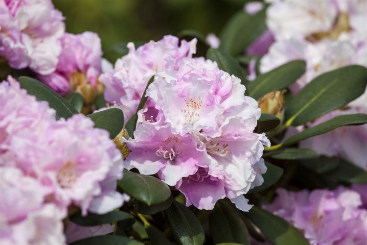 Rhododendron yakushimanum 'Silberwolke', weiß, 40–50 cm