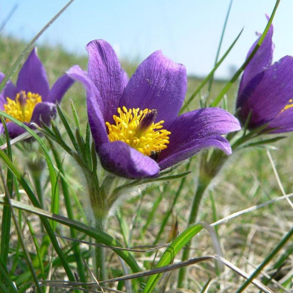 Nahaufnahme von blühenden Küchenschellen im Gras