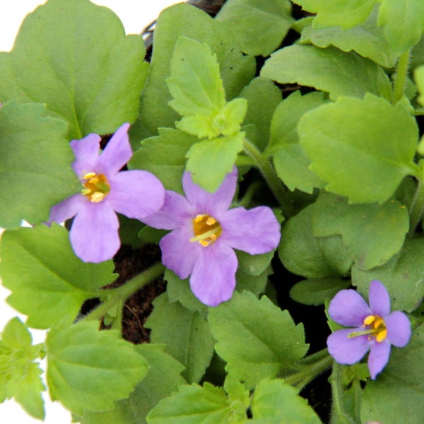 Nahaufnahme einer rosa gestreiften Orchideenblüte