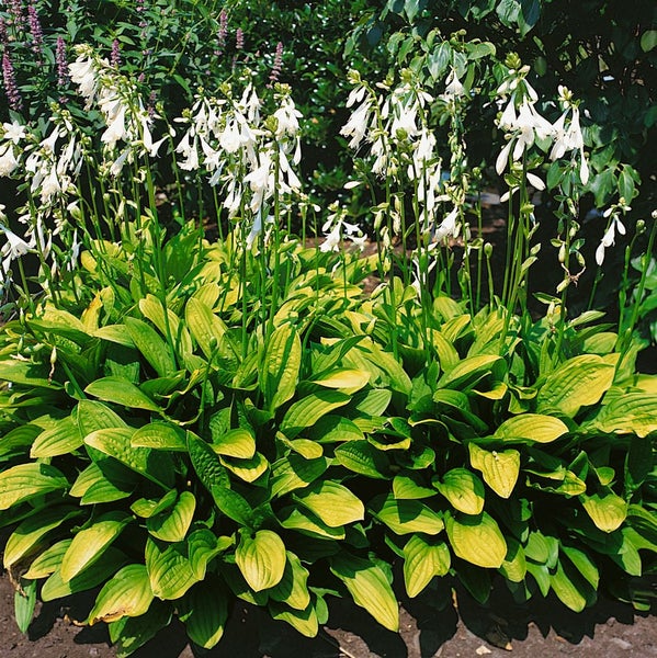 Hosta sieboldiana, Blaublatt-Funkie, ca. 11x11 cm Topf, dekoratives Laub
