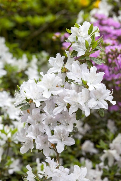 Rhododendron mucronatum, weiß, 20–25 cm