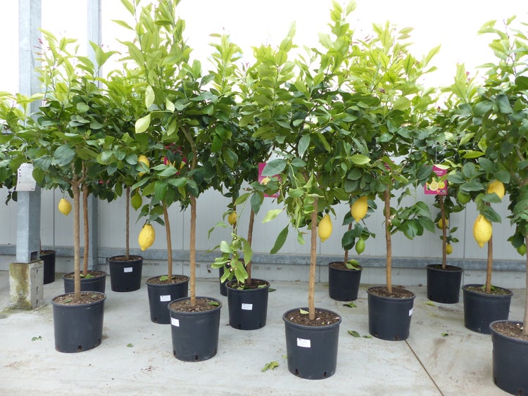 Zitronenbäume mit gelben Zitronen und grünen Blättern in schwarzen Pflanztöpfen in einem Gartencenter.