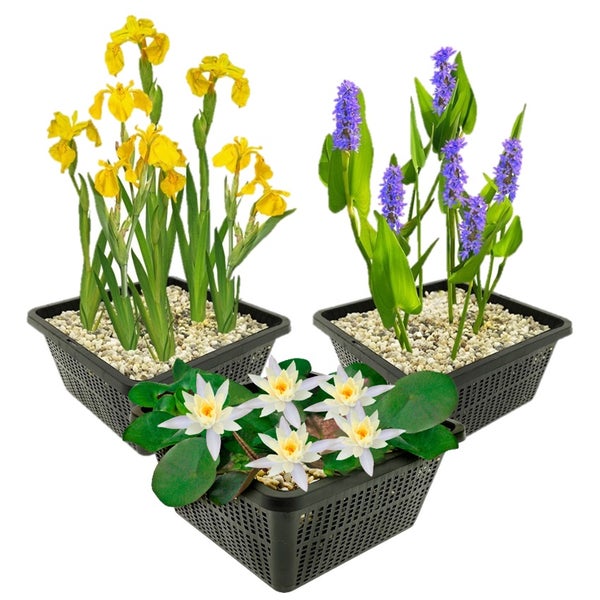 Drei schwarze Pflanzkörbe mit Teichpflanzen: gelbe Sumpfschwertlilie, violettes Hechtkraut und weiße Seerose in feinem Kies.
