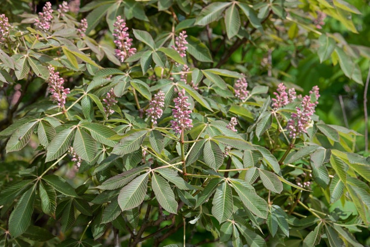 Aesculus pavia 'Rosea Nana', Zwerg-Rotkastanie, rosa Blüten, 60 cm Stammhöhe