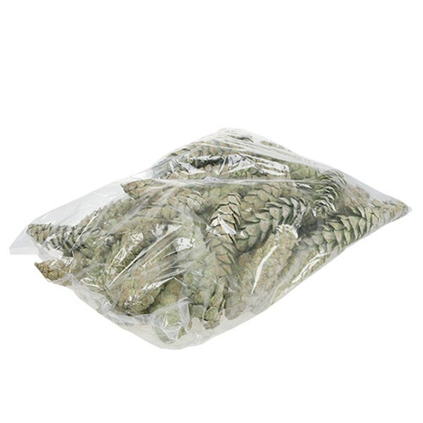 Kiefernzapfen in einer transparenten Plastiktüte