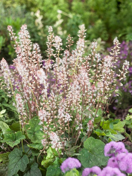 Tiarella wherryi, Schaumblüte, ca. 9x9 cm Topf, zierlich