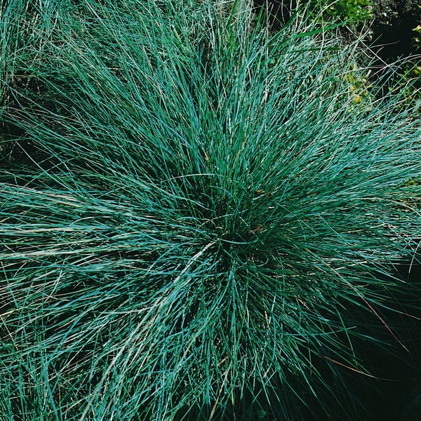 Festuca amethystina, Blauschwingel, ca. 9x9 cm Topf